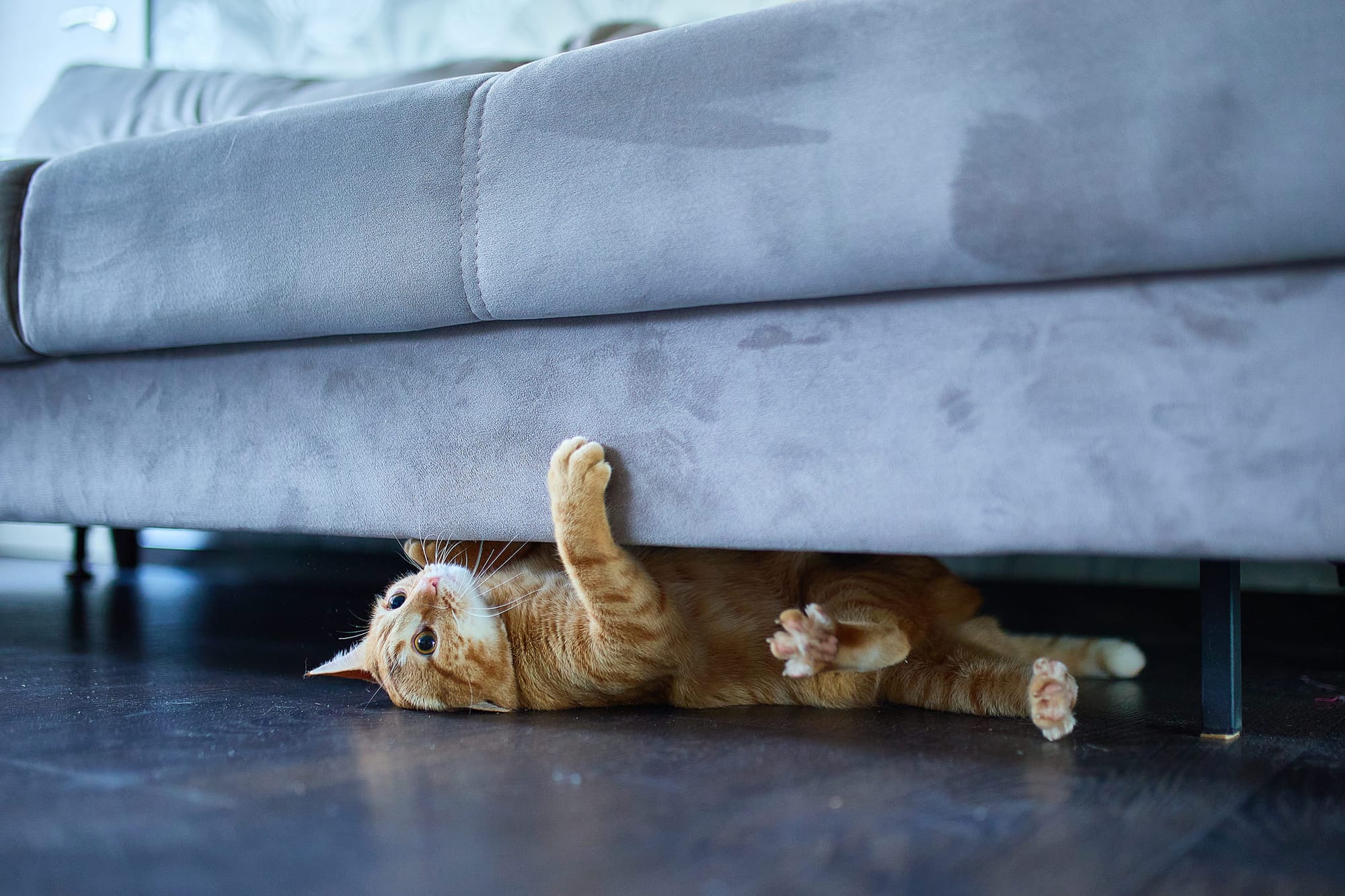 Um gato debaixo do sofá - pet sitting na HomeExchange